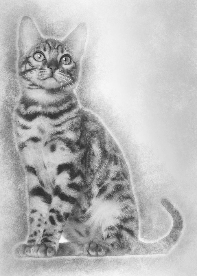 Bengal kitten 4 months old
