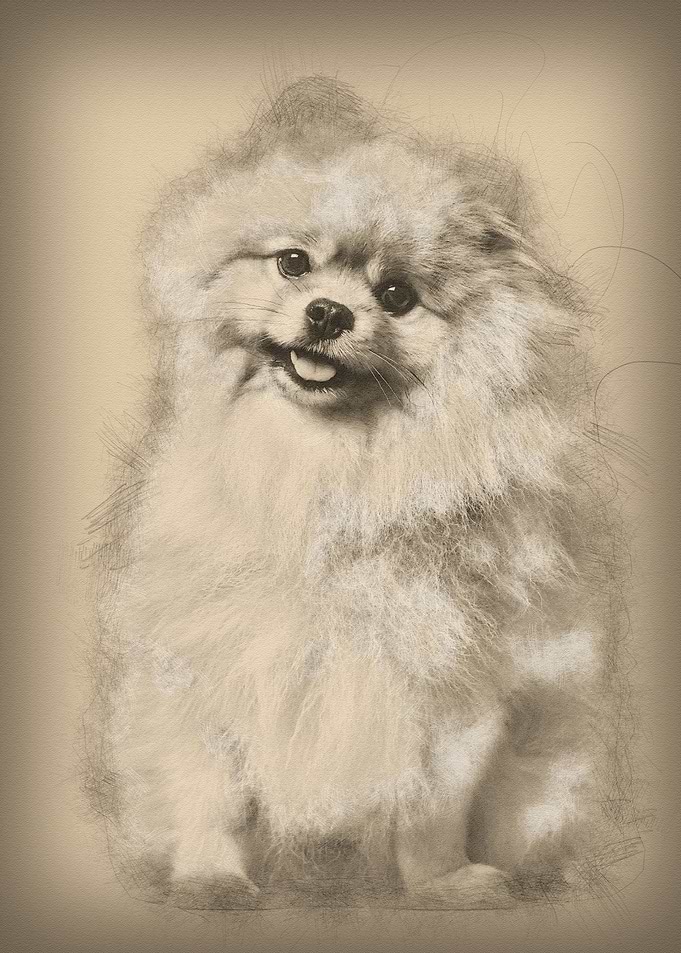 Spitz dog sitting against