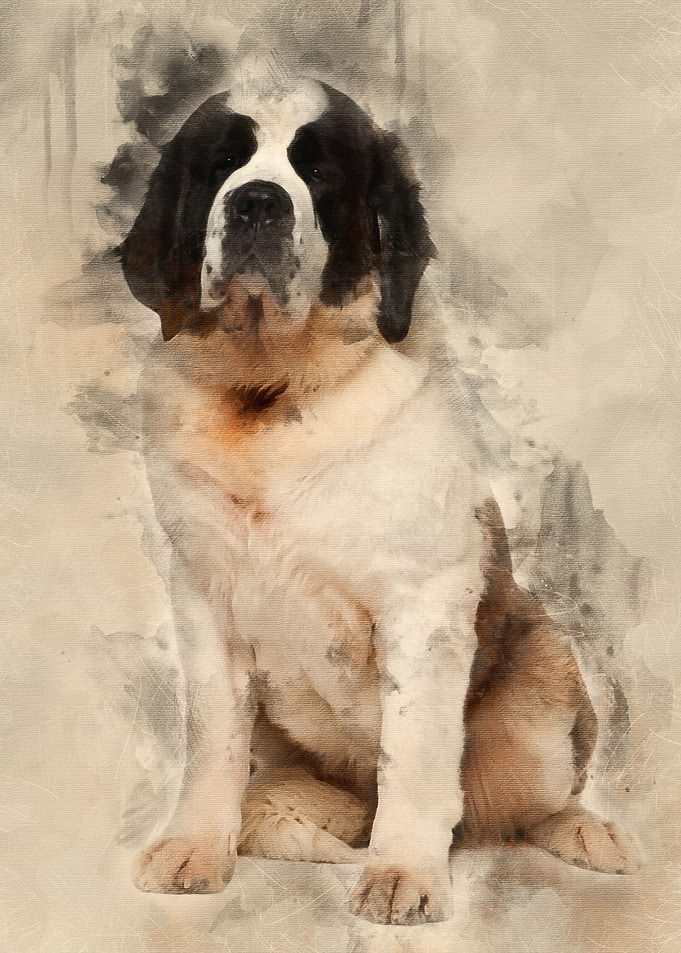 Saint Bernard 15 months ol