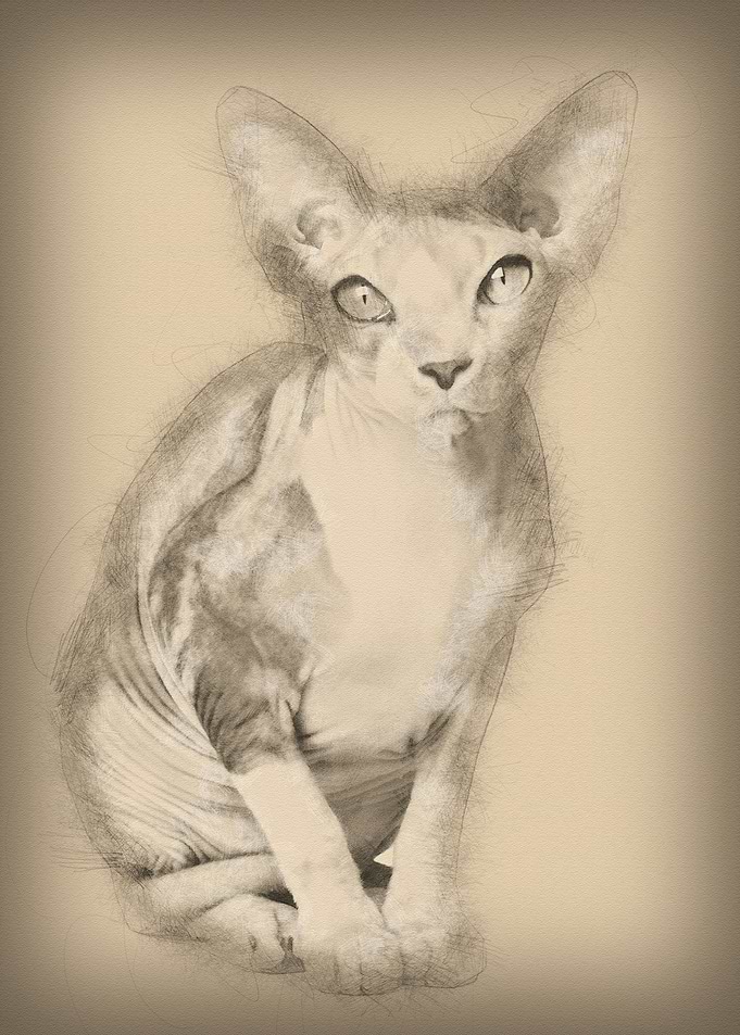 Sphynx cat 1 year old sitt