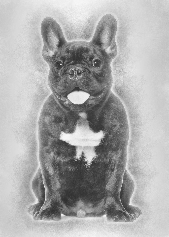 French Bulldog sitting aga