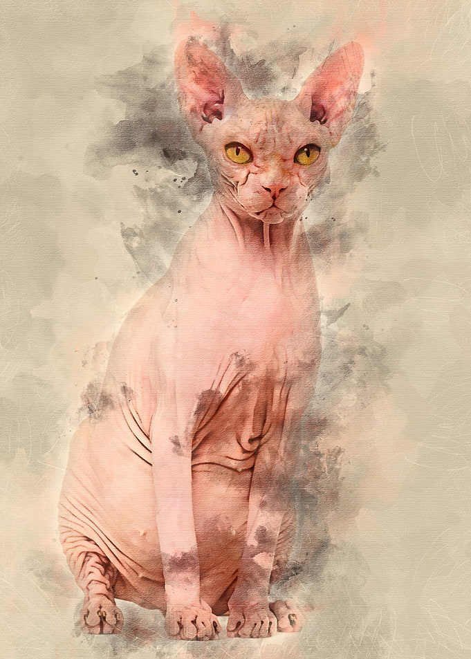 Sphynx 4 years old against