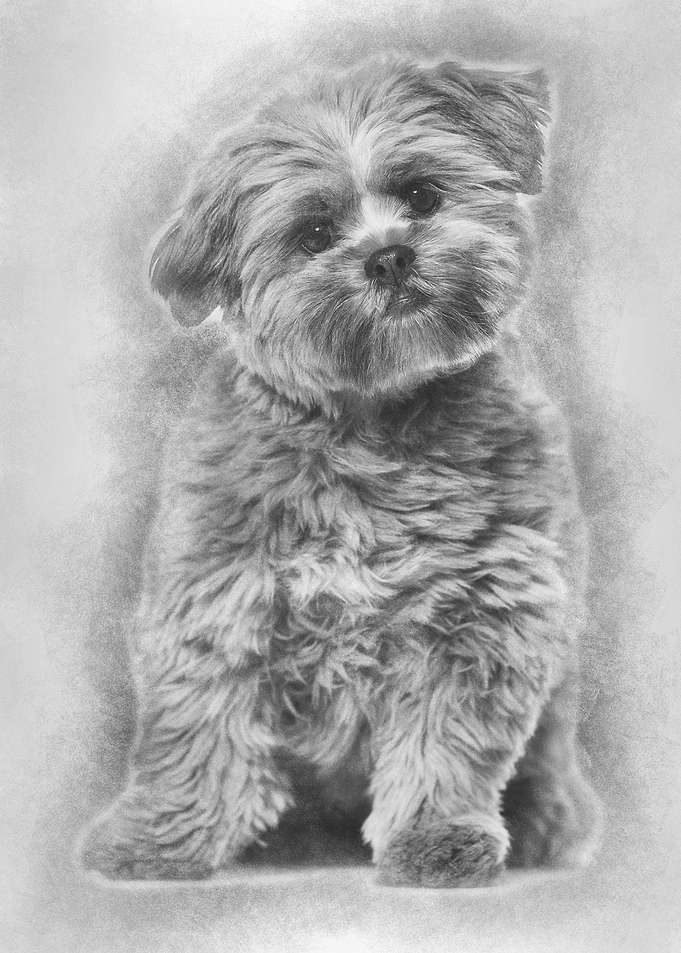 Lhasa apso dog 8 months ol