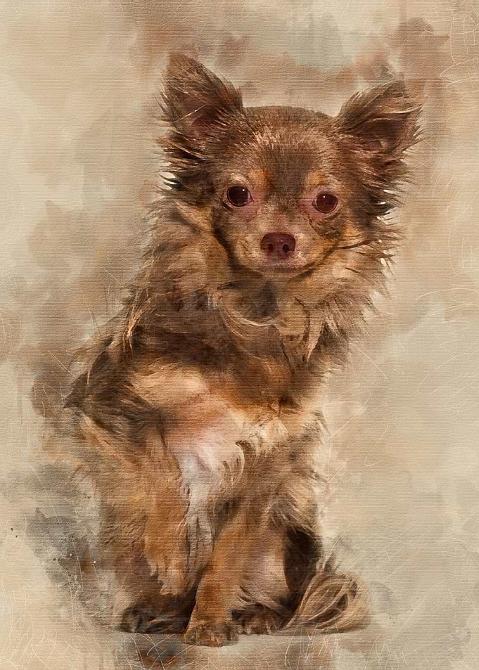 Mixed breed dog sitting ag