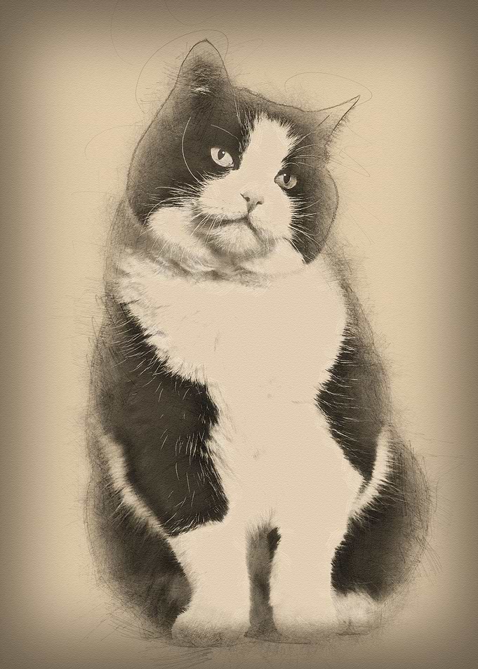 Mixed breed cat sitting ag