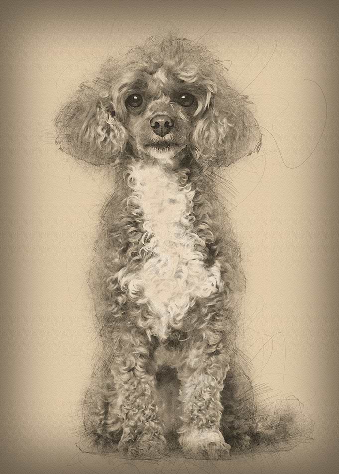Poodle dog sitting and loo