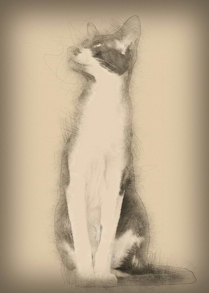 Oriental Shorthair sitting