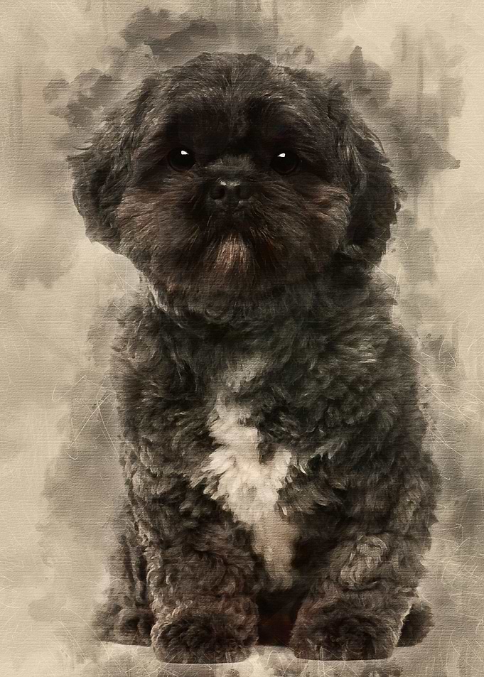 Lhasa Apso 4 years old sit