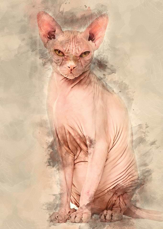 Sphynx Hairless Cat 4 year