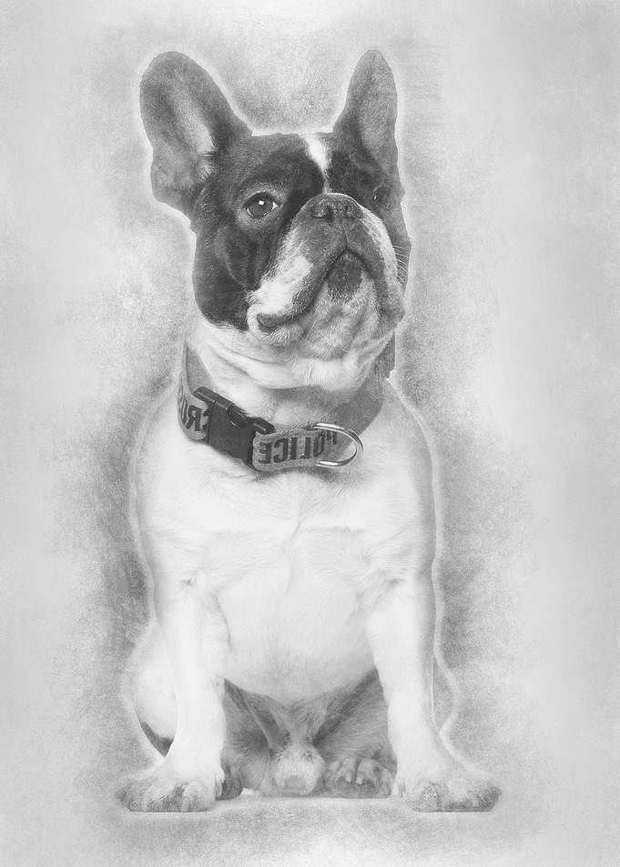 French Bulldog wearing Pol