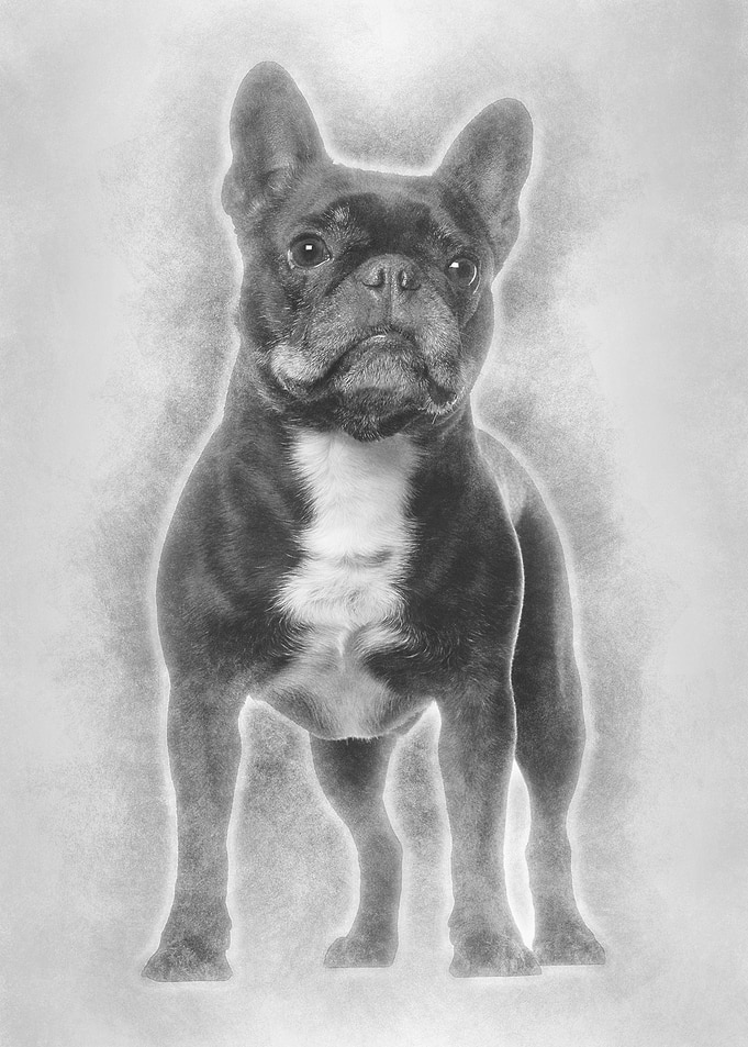 French Bulldog standing ag