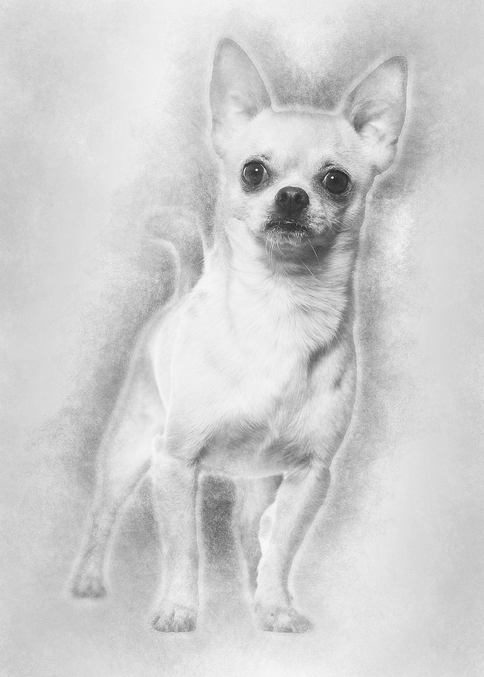 Chihuahua dog 14 months ol