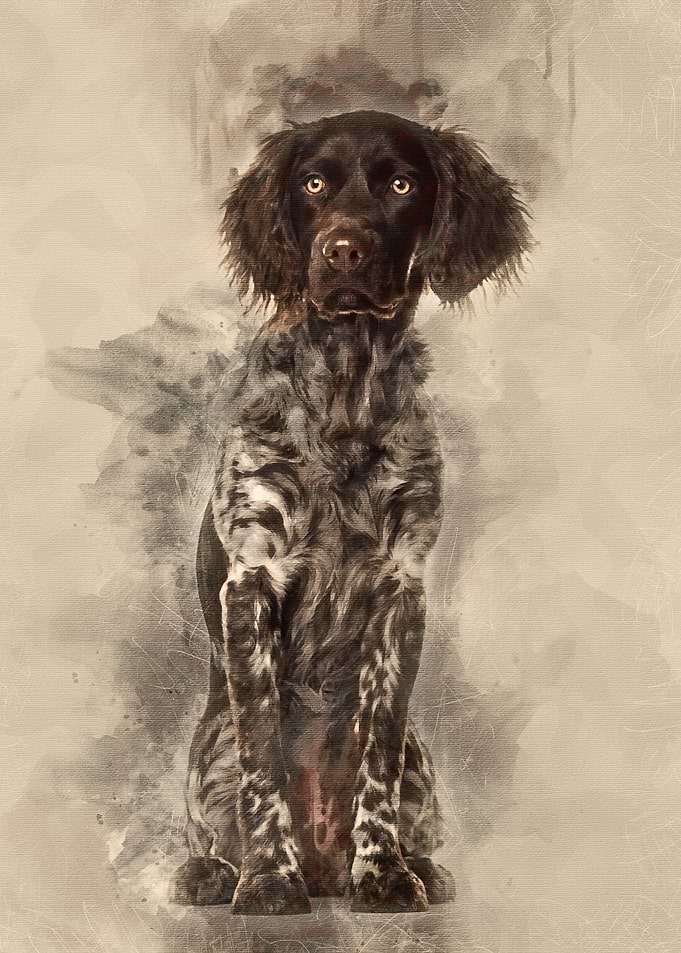 Munsterlander dog 9 month