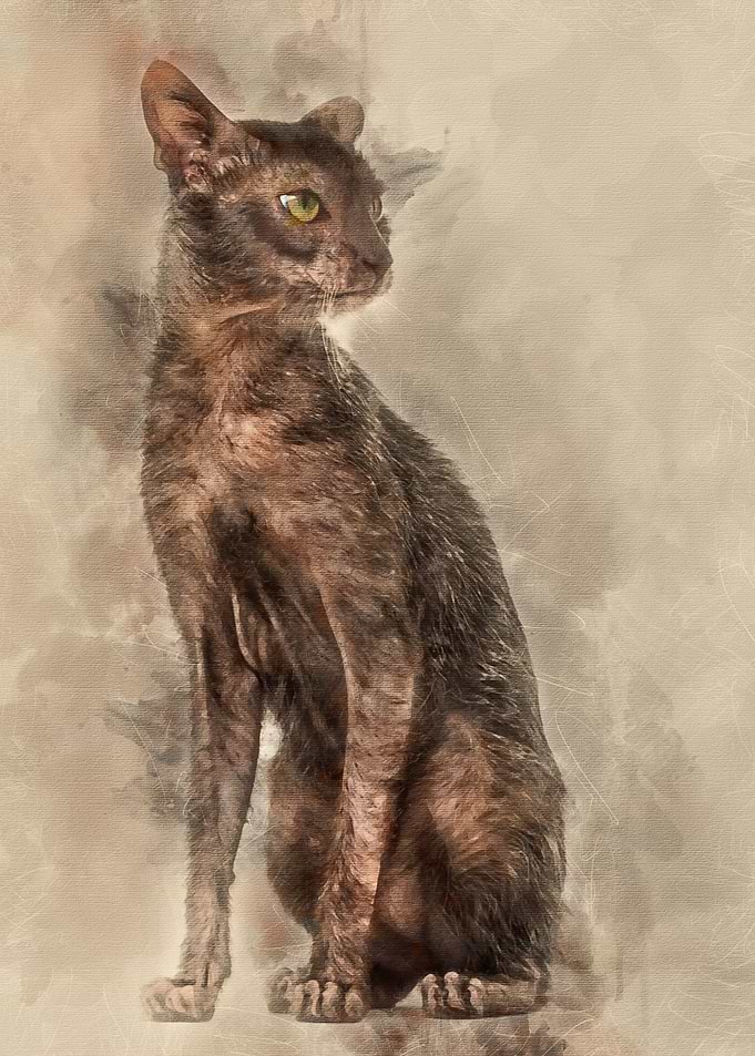 Lykoi cat also called the