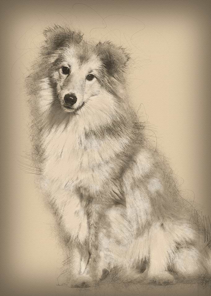 Shetland Sheepdog sitting