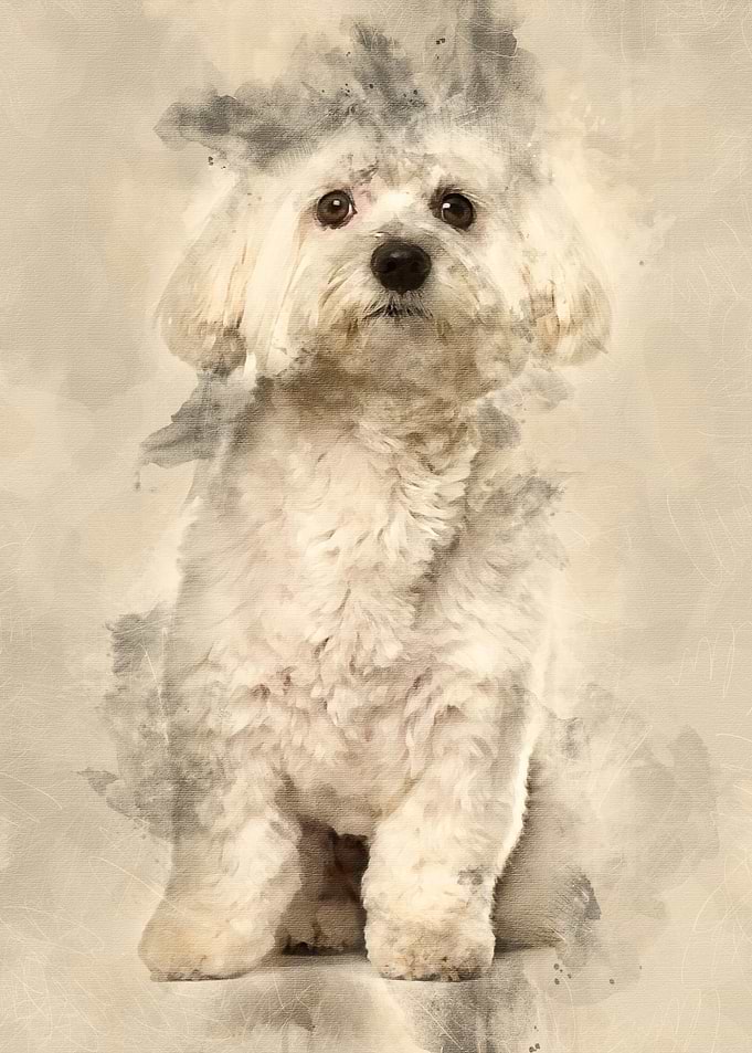 Maltese dog 2 years old si