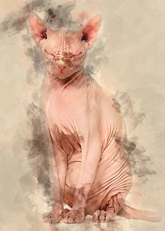 Sphynx Hairless Cat 4 year