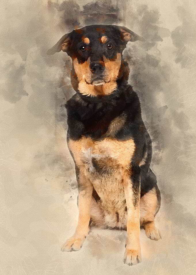 Bastard dog 3 years old si