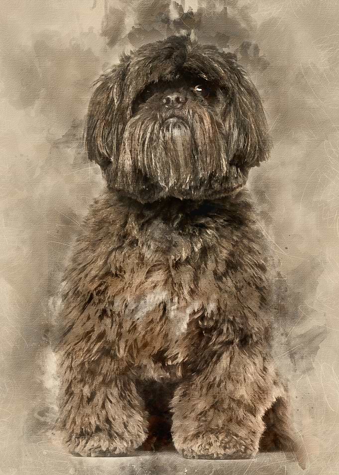 Shih Tzu sitting against w