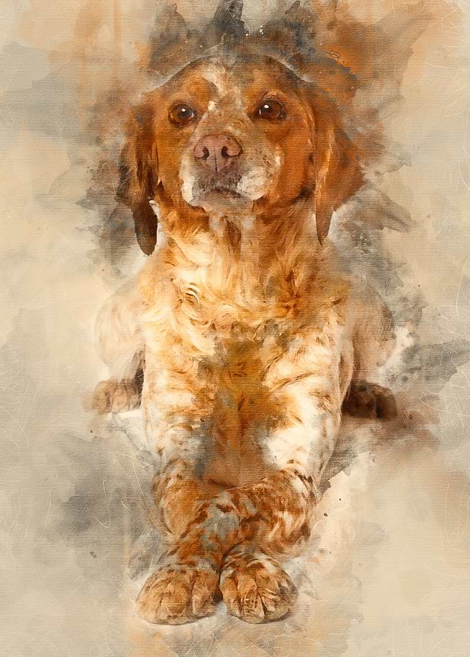 Brown speckled dog lying a