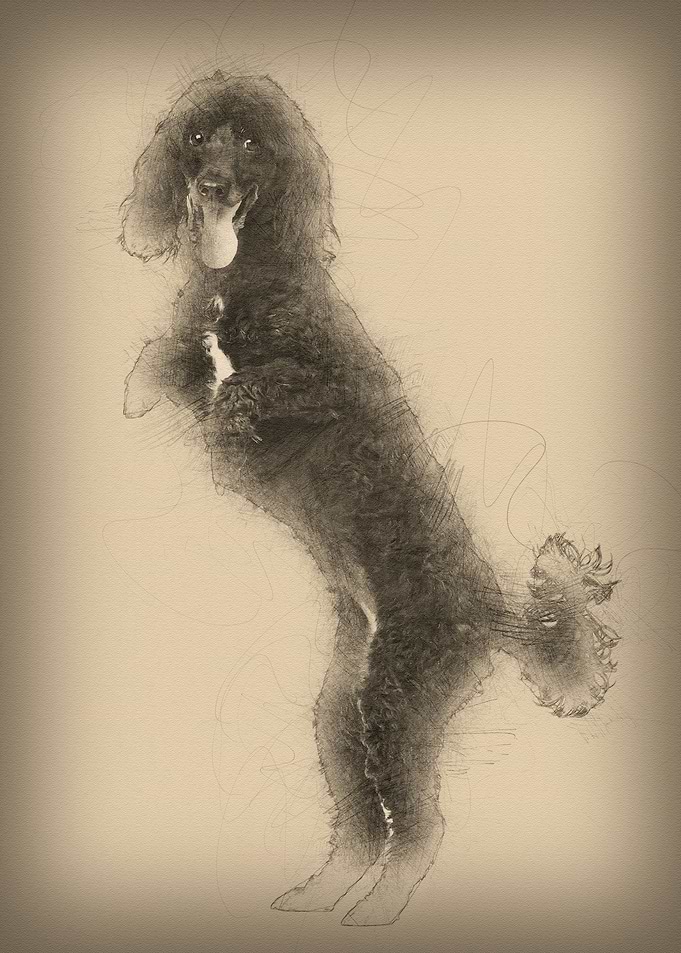 Poodle 5 years old
