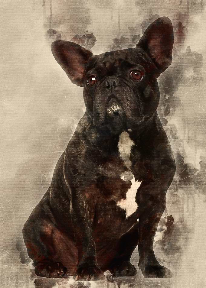 French Bulldog sitting aga