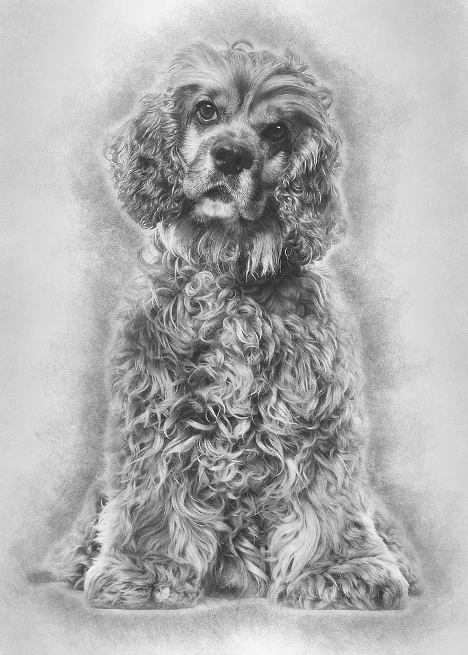 Brown Mixedbreed dog in p