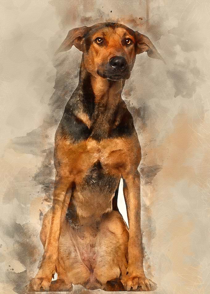Cross breed 1 year old sit