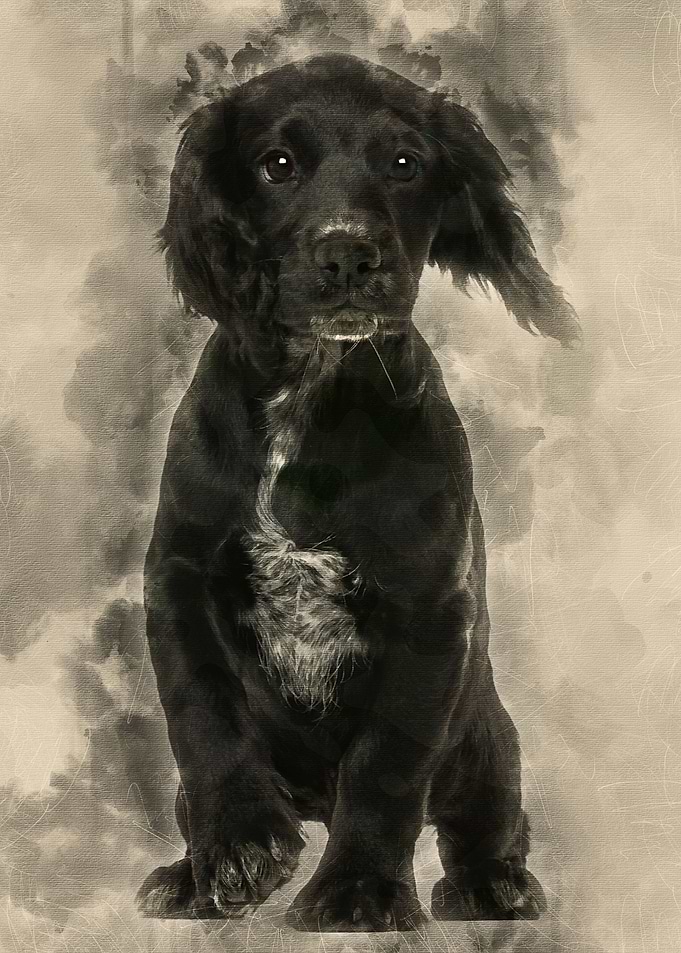 Working Cocker Spaniel aga