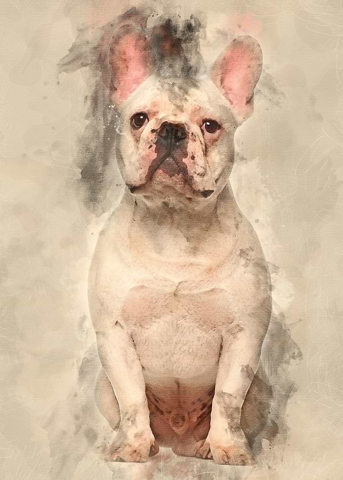 French Bulldog 7 months ol