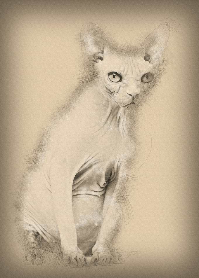 Sphynx 4 years old against