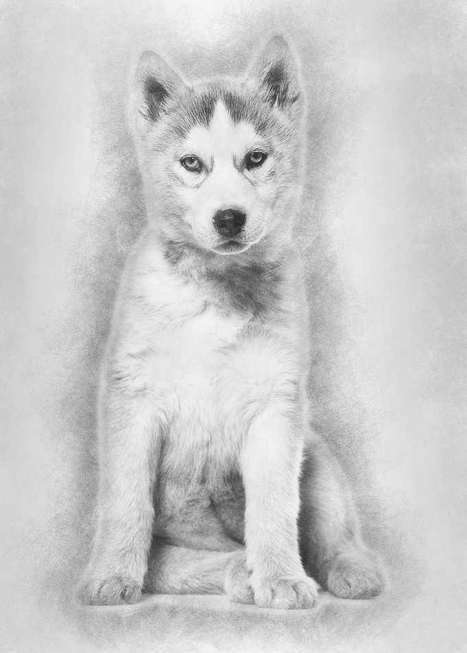 Husky dog 2 months old sit