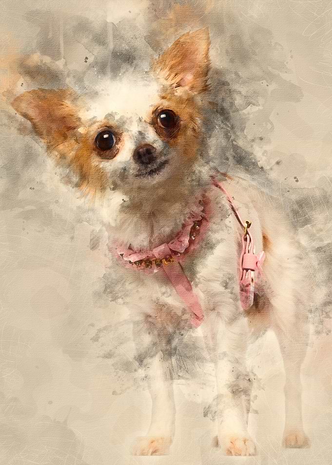 Chihuahua 1 year old weari