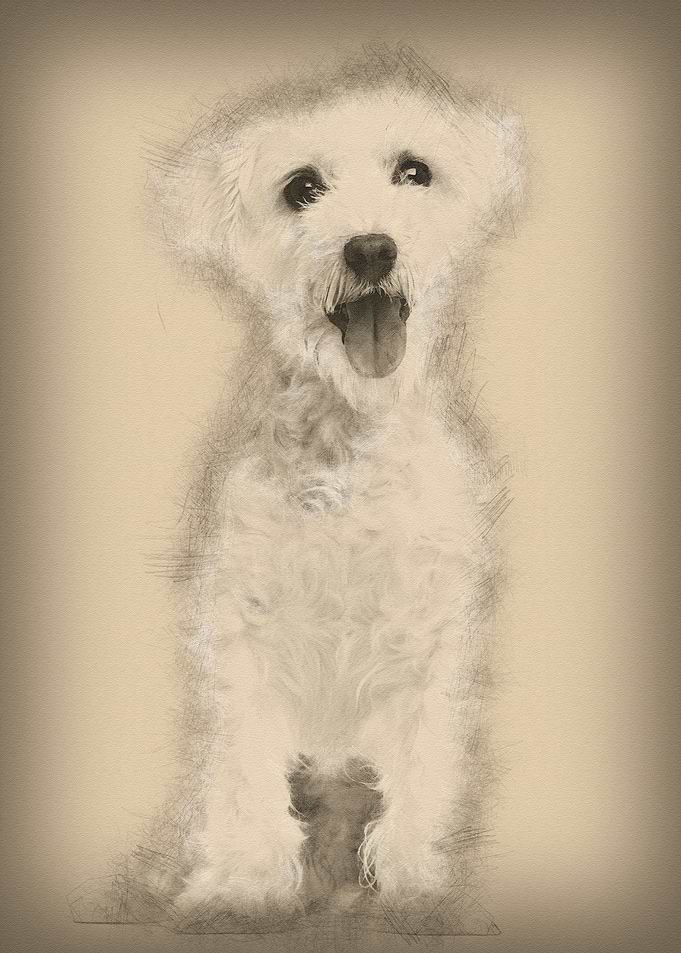 Maltese dog 3 years old si
