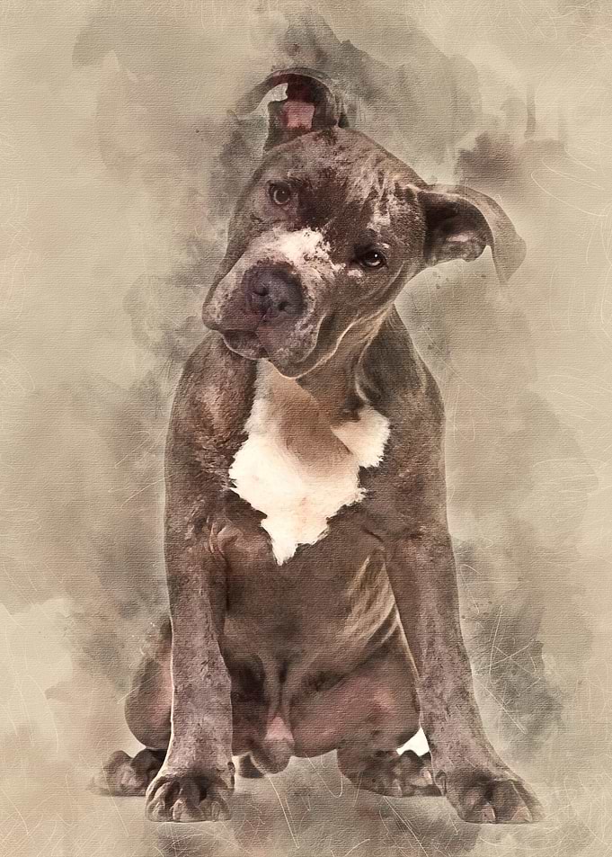 American Staffordshire Ter