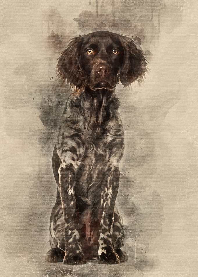 Munsterlander dog 9 month