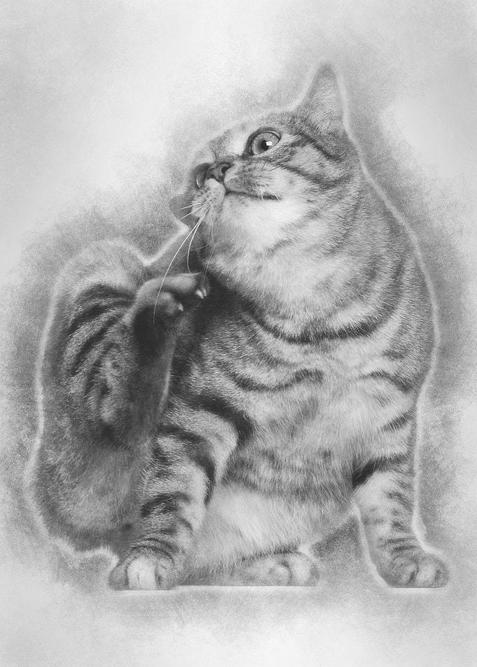 Kurilian Bobtail cat 1 yea