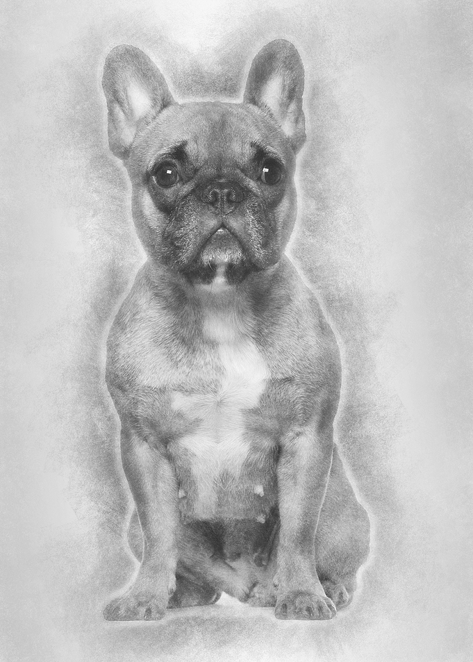 French Bulldog sitting aga