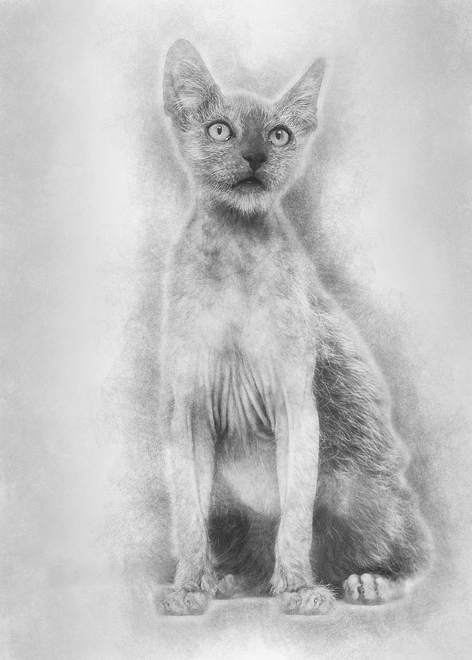 Kitten Lykoi cat 3 months