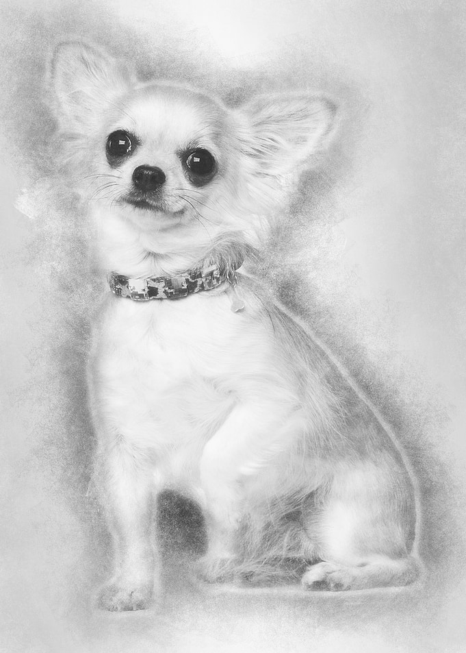 Chihuahua 3 years old sitt