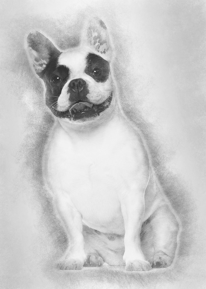 French Bulldog sitting aga