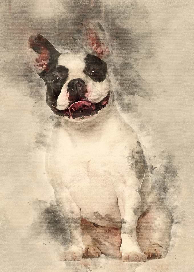 French Bulldog sitting aga