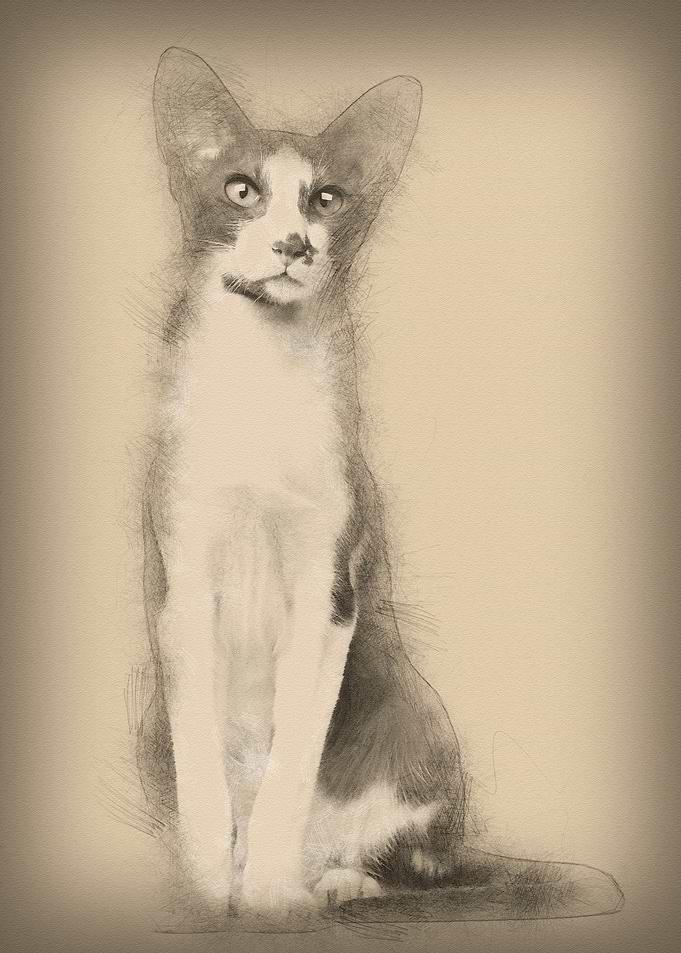 Oriental Shorthair sitting