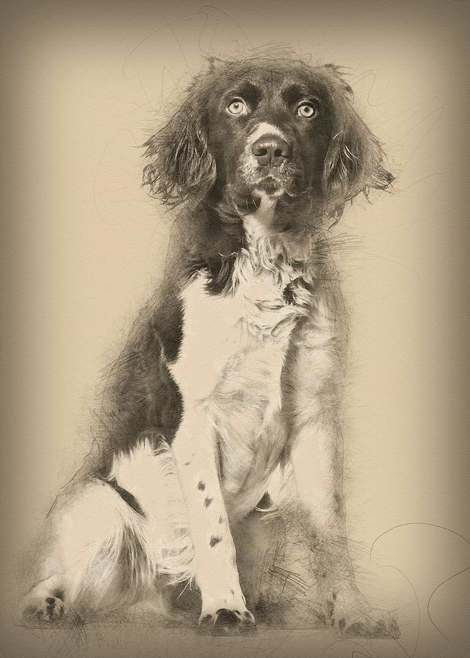 Munsterlander dog 1 year