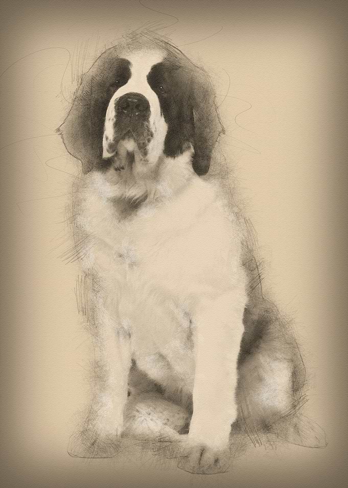 Saint Bernard 15 months ol
