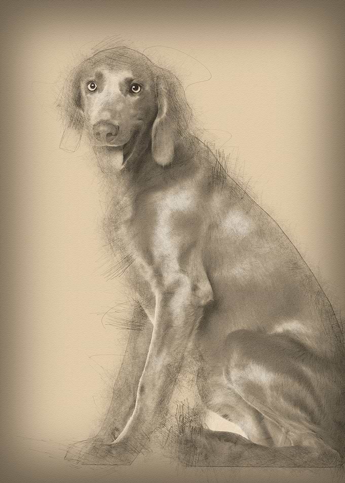 Portrait of Weimaraner 8 m