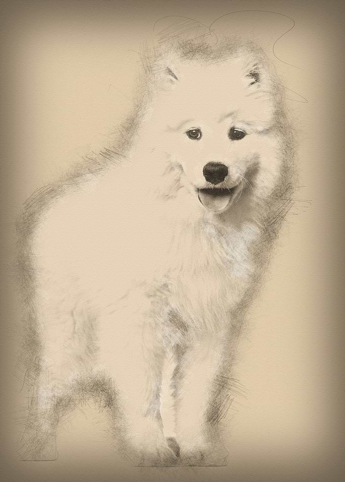 Samoyed puppy standing aga