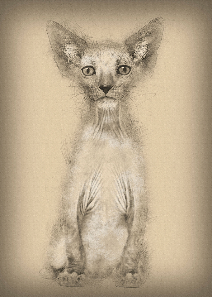 Kitten Lykoi cat 7 weeks o