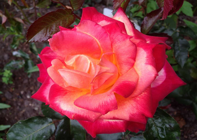 Fire Rose