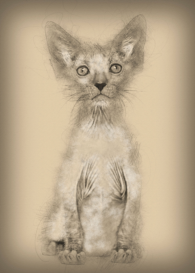 Kitten Lykoi cat 7 weeks o
